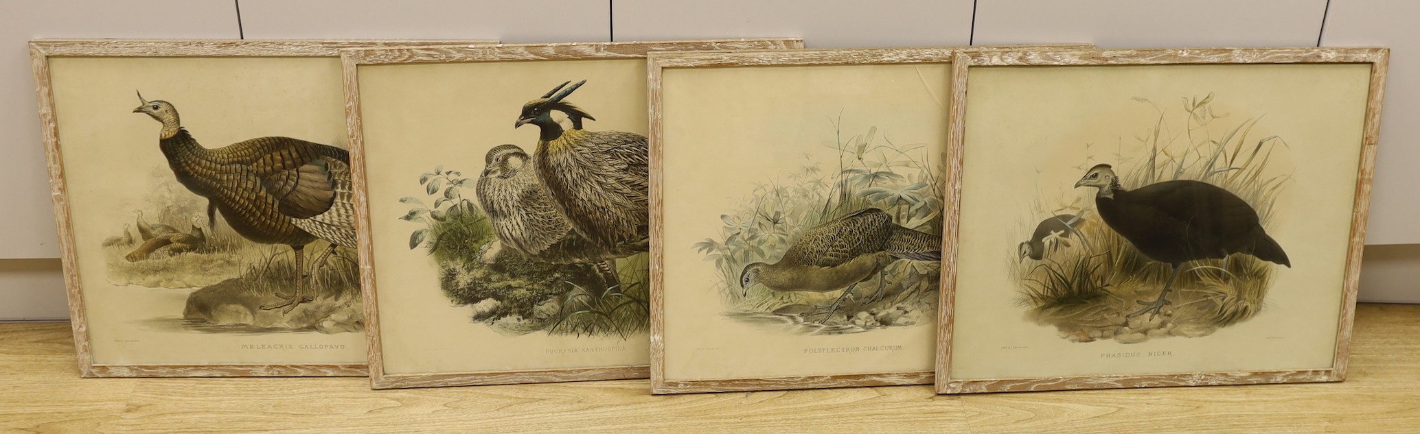 J. Wolf & J. Smit, Four handcoloured lithographs, 19th century, large Birds, 37 x 58cm